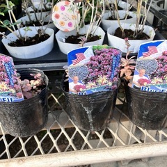 植物5種セットの画像