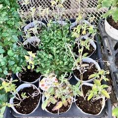 植物5種セットの画像