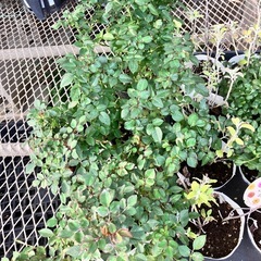 植物5種セットの画像