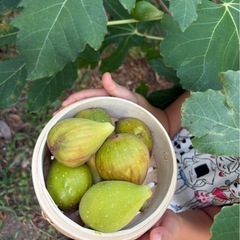 いちじくガーデニング大量 薪 枝 挿木の画像