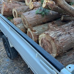 杉の木丸太🪵
の画像