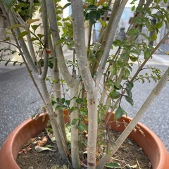 観葉植物　庭木　シマトネリコ　株立ち　高さ2メートルの画像