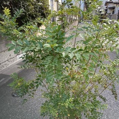 観葉植物　庭木　シマトネリコ　株立ち　高さ2メートルの画像