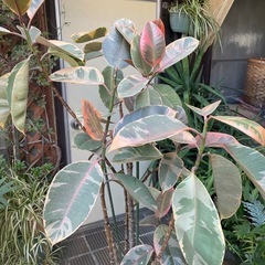 観葉植物　フィカス・ティネケ　高さ１７２センチの画像