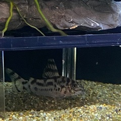 コリドラスゼブリーナ cw111(4匹)の画像