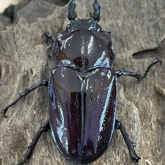 ハイグレード🤩ニジイロクワガタ　幼虫の画像