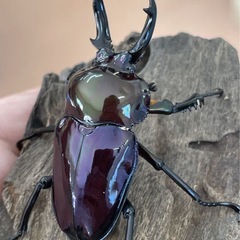 ハイグレード🤩ニジイロクワガタ　幼虫の画像