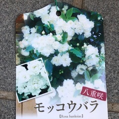 モッコウバラ(白)苗木・八重咲の画像