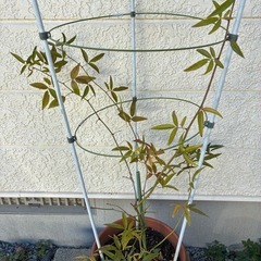 モッコウバラ(白)苗木・八重咲の画像