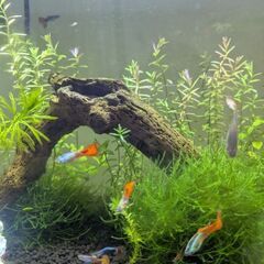 Mixグッピー&赤いエビちゃんの画像