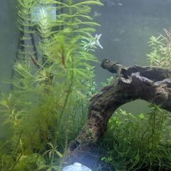 Mixグッピー&赤いエビちゃんの画像