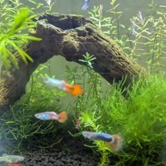 Mixグッピー&赤いエビちゃんの画像