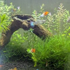 Mixグッピー&赤いエビちゃんの画像