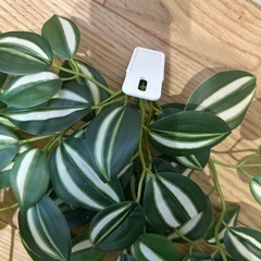 イケヤ　フェイクグリーンの画像