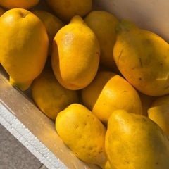 柚子(花柚子)20個➕オマケ  500円(2名決まり)の画像