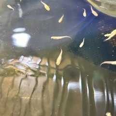 【無料】メダカあげますの画像
