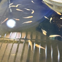 【無料】メダカあげますの画像