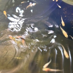 【無料】メダカあげますの画像