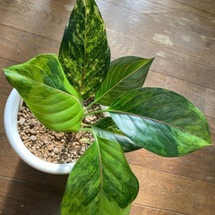 観葉植物　アグラオネマセット　の画像