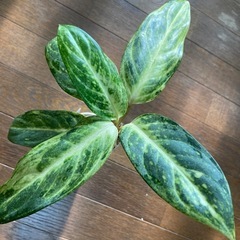 観葉植物　アグラオネマセット　の画像