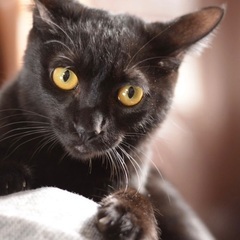 黒猫　子猫　人懐こい