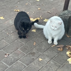 白&黒　オス　推定5歳　仲良しコンビ　里親募集