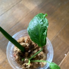 モンステラ　奇形葉　ミューテーションの画像