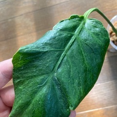 モンステラ　奇形葉　ミューテーションの画像
