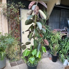 観葉植物　フィカス・バーガンディ　高さ１９０センチの画像