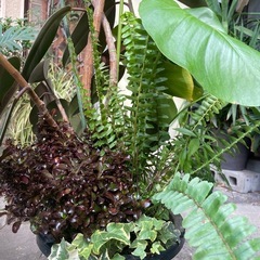 観葉植物　フィカス・バーガンディ　高さ１９０センチの画像