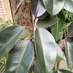 観葉植物　フィカス・バーガンディ　高さ１９０センチの画像