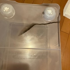 クリア収納ケースの画像