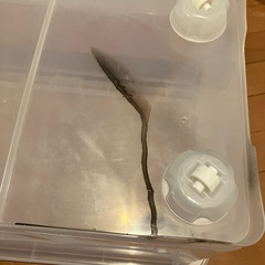 クリア収納ケースの画像