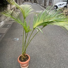 観葉植物　ケンチャヤシ　高さ１４０センチの画像