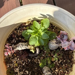 ビオラプランター付きの画像