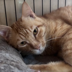 うさぎ尻尾のぽっぽ - 里親募集