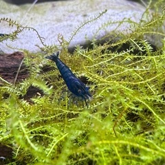 ベルベットブルーシュリンプ ダークブルー ブルーシュリンプ ヌマエビ 4匹   の画像