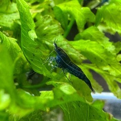 ベルベットブルーシュリンプ ダークブルー ブルーシュリンプ ヌマエビ 4匹   の画像