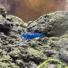 ベルベットブルーシュリンプ ダークブルー ブルーシュリンプ ヌマエビ 4匹   の画像