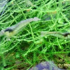 ミナミヌマエビ　３０匹＋α　の画像