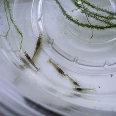 ミナミヌマエビ　３０匹＋α　の画像