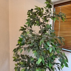 フェイク観葉植物の画像