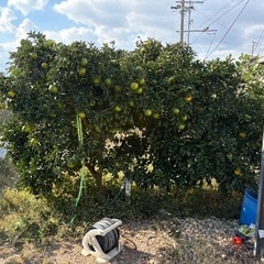 無料　ヒュウガナツ1本　甘夏2本　果樹　の画像