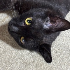 黒猫　猫風邪乗り越えた遊び好き