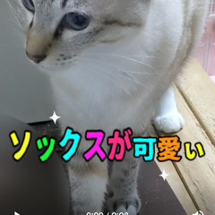 白ソックスが特徴的な美猫ちゃん