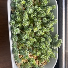 多肉植物　セダム　マジョールの画像