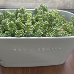 多肉植物　セダム　マジョールの画像