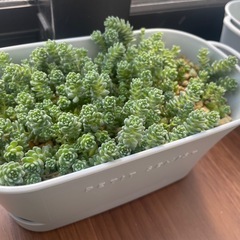 多肉植物　セダム　マジョールの画像