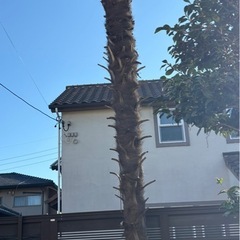 シュロの木の画像