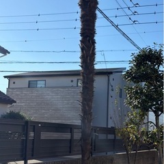 シュロの木の画像